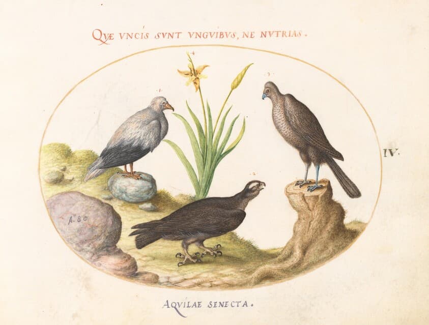 Plate 4: An Egyptian Vulture, a Northern Goshawk(?), and an "Aquila Heteropode" (Short Toed Eagle?) — Joris Hoefnagel