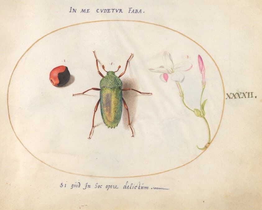 Plate 42: Jewel Beetle with a Rosary Pea and a Flower (Oleander?) — Joris Hoefnagel