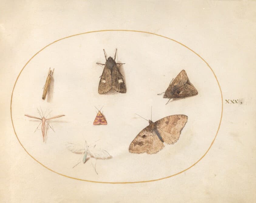 Plate 30: Seven Moths — Joris Hoefnagel