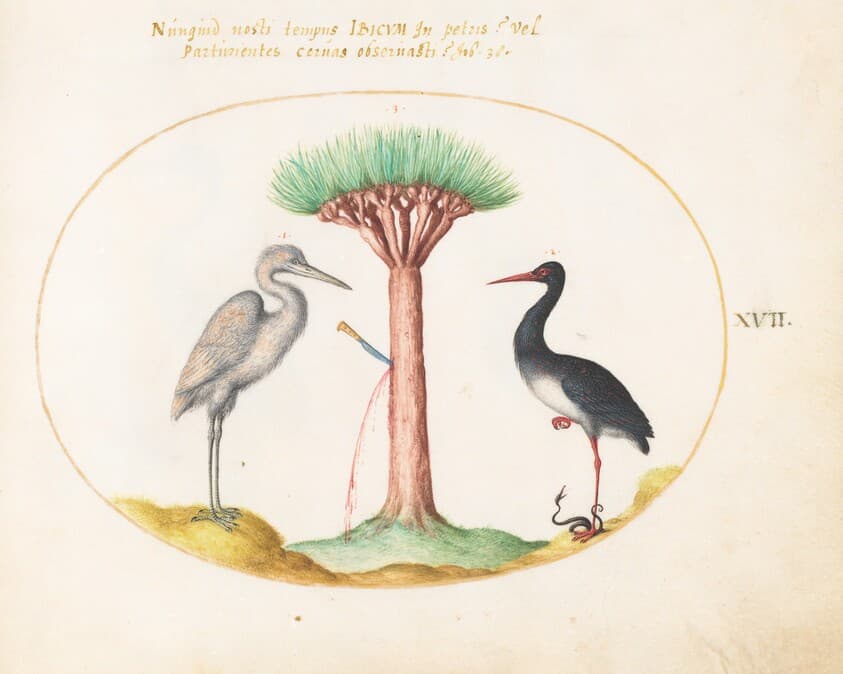 Plate 17: White Heron(?) and Black Stork Killing a Snake with a Dragon's Blood Tree — Joris Hoefnagel