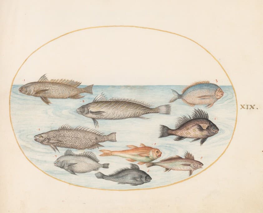Plate 19: A Damselfish and Other Fish, Including Two "Coracinis" — Joris Hoefnagel