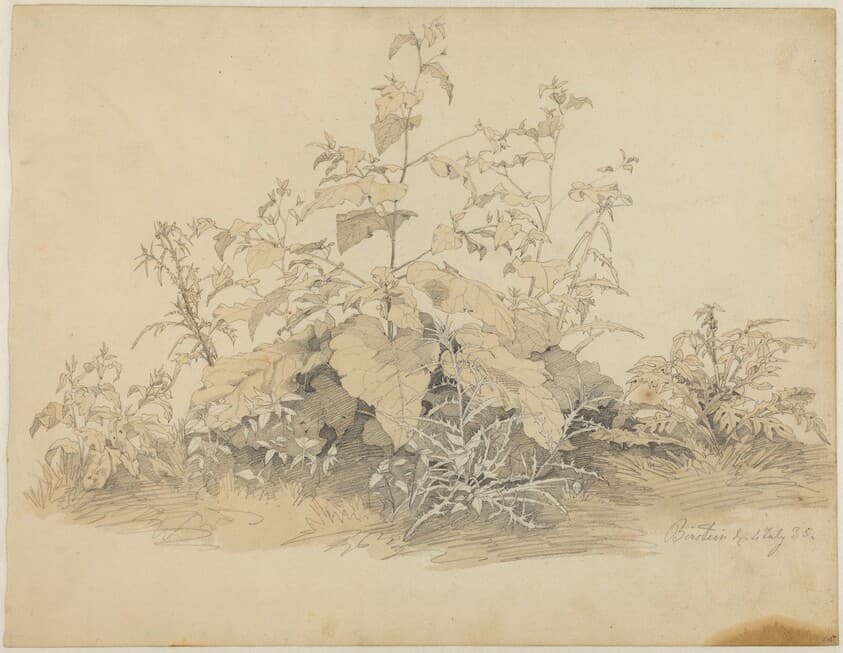 Wild Plants near Birstein — Johann Christian Heerdt