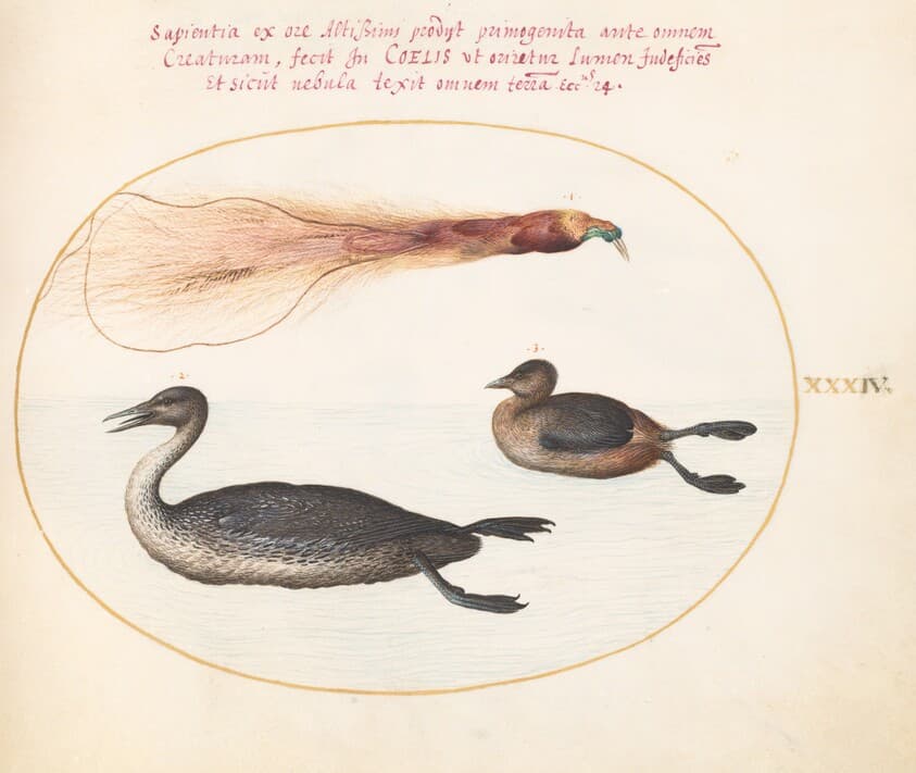 Plate 34: Bird of Paradise with Mereganser(?) and Grebe(?) — Joris Hoefnagel