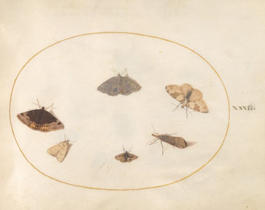 Plate 32: Six Moths — Joris Hoefnagel