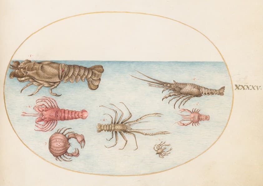 Plate 45: Lobster, Squilla Mantis, and Other Crustaceans — Joris Hoefnagel