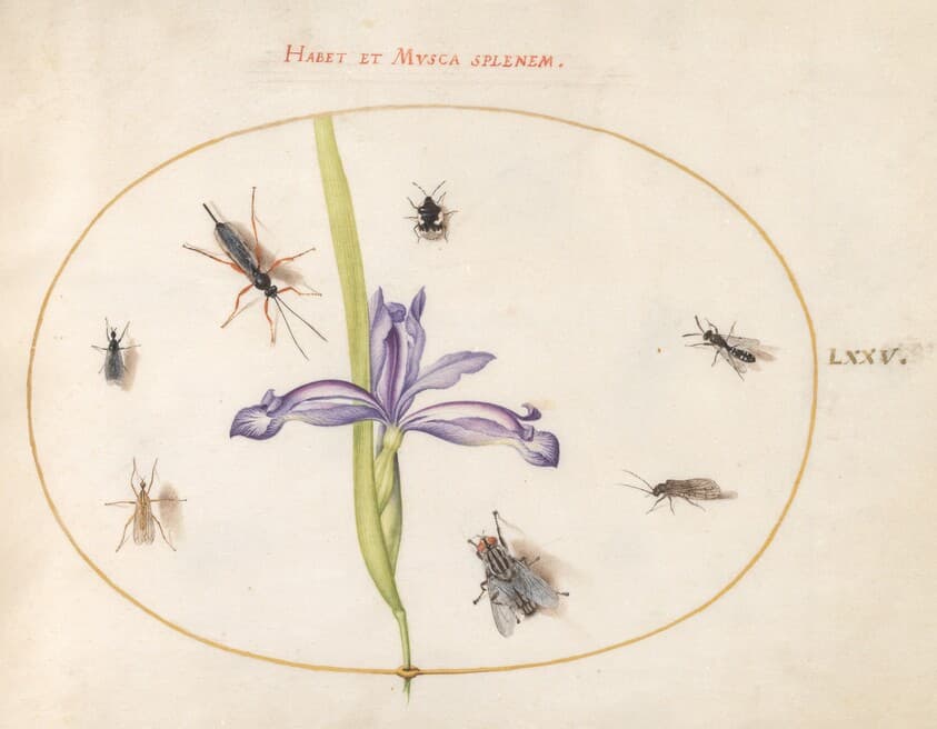 Plate 75: A Fly and Other Insects with an Iris — Joris Hoefnagel