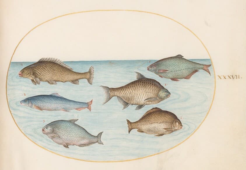 Plate 37: Six Fish, Including Carp — Joris Hoefnagel