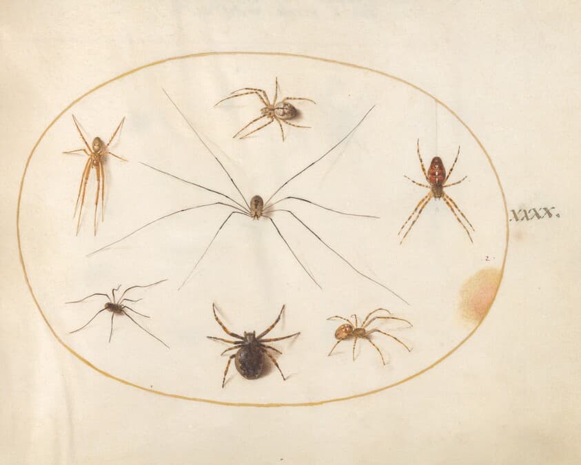 Plate 40: Eight Spiders, Including a Cross Spider, with an Egg Sac — Joris Hoefnagel