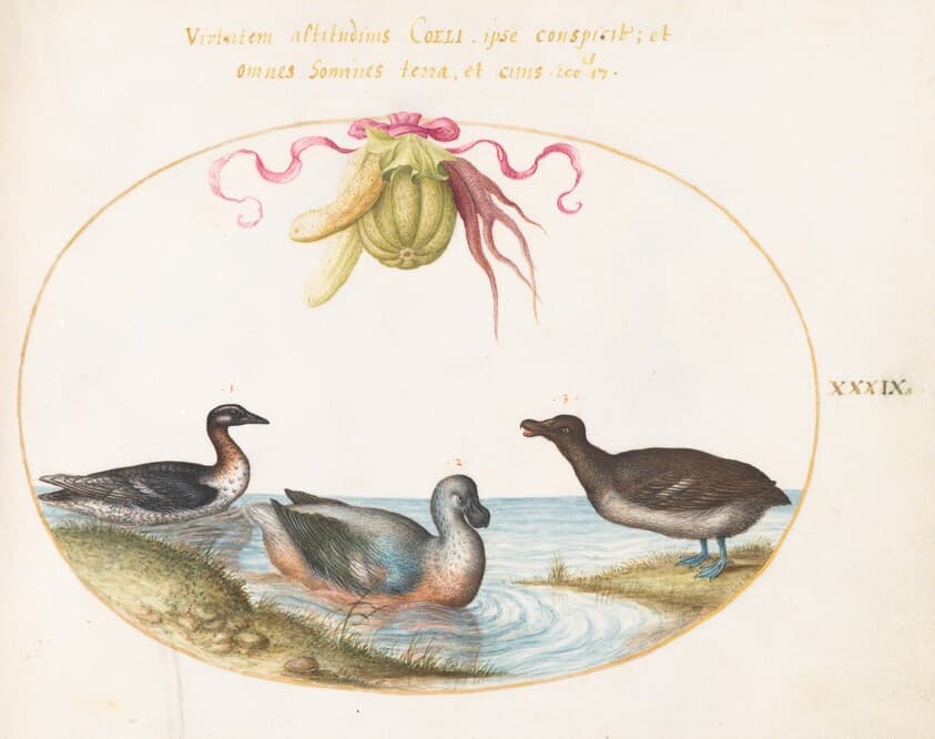 Plate 39: A Scaup with Two Other Waterfowl beneath a Garland of Produce — Joris Hoefnagel