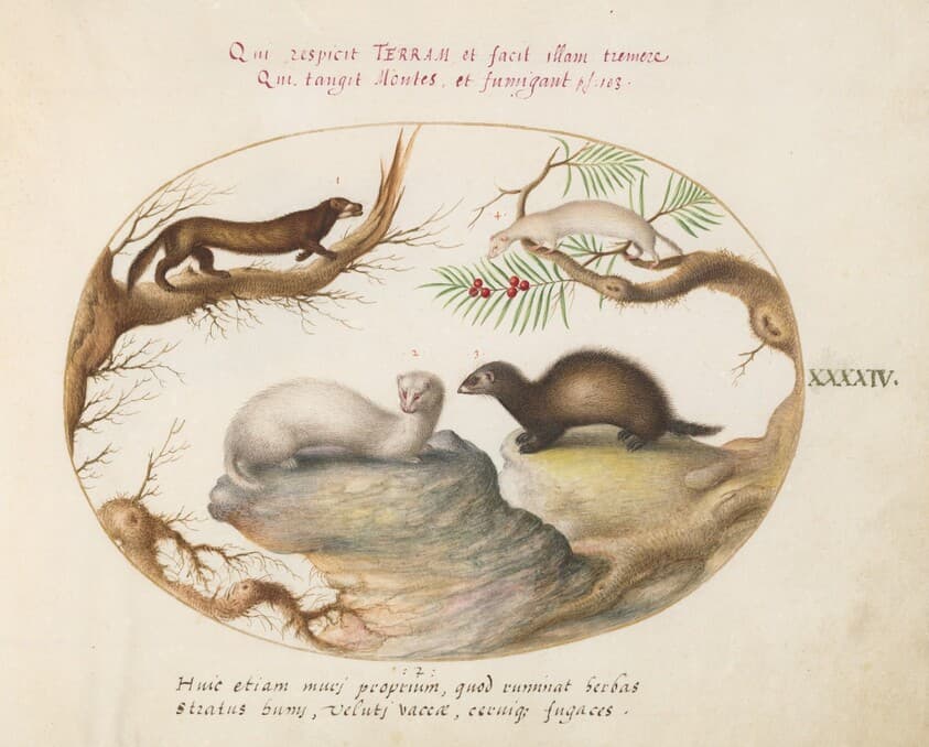 Plate 44: Polecat, Mink, and Ermine — Joris Hoefnagel