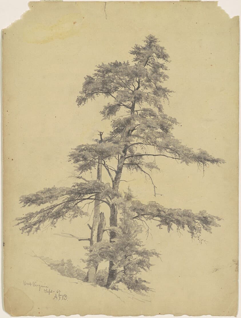 Trees, West Virginia — Andrew Fisher Bunner