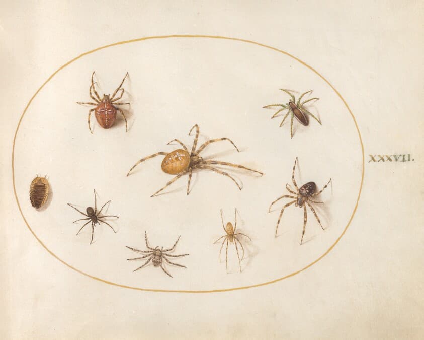 Plate 37: Seven Spiders and an Insect — Joris Hoefnagel