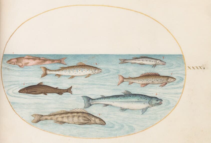 Plate 40: Salmon, Trout, and Freshwater(?) Fish — Joris Hoefnagel