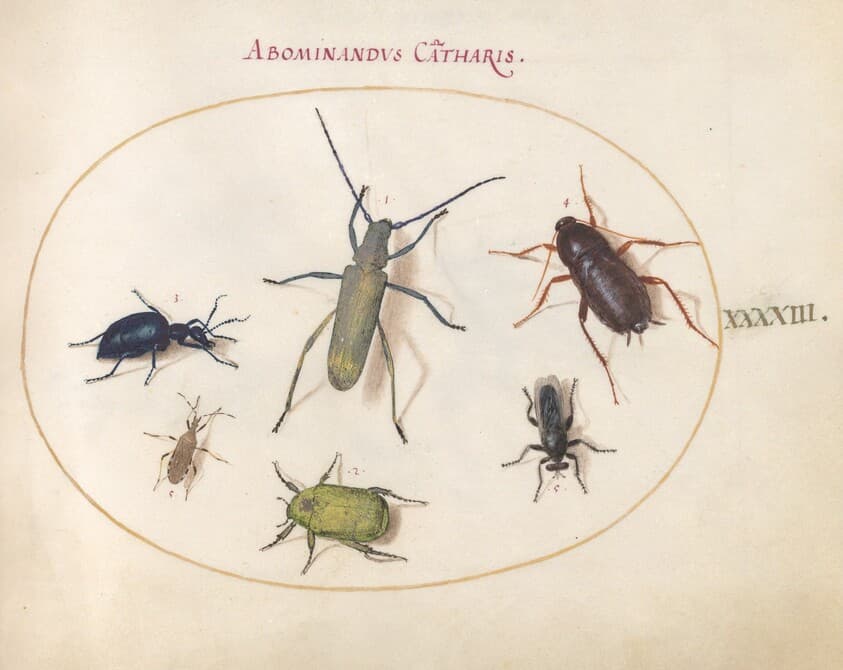 Plate 43: Musk Beetle, Oil Beetle, Tansy Beetle(?), Cockroach, Leaf-Footed Bug, and Other Insects — Joris Hoefnagel