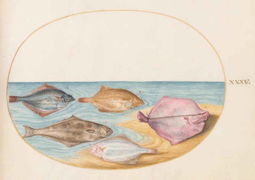Plate 35: The Undersides of Turbot(?) and Other Flat Fish — Joris Hoefnagel