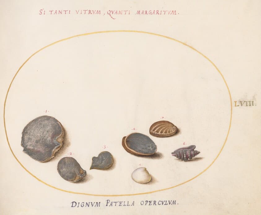 Plate 58: Shells, including Abalone(?) — Joris Hoefnagel