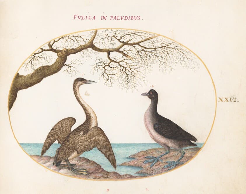 Plate 26: Cormorant and Coot — Joris Hoefnagel