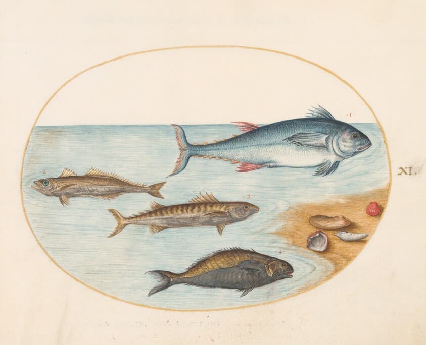 Plate 11: Four Fish and Shells — Joris Hoefnagel