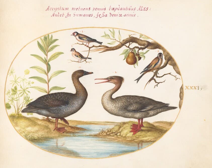 Plate 31: Duck, Merganser, and Three Goldfinches — Joris Hoefnagel