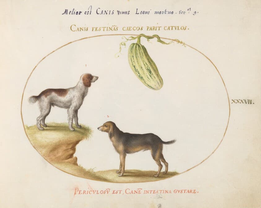 Plate 37: Two Spaniels with a Gourd — Joris Hoefnagel