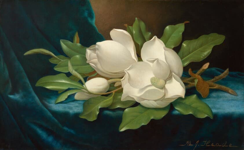 Giant Magnolias on a Blue Velvet Cloth — Martin Johnson Heade