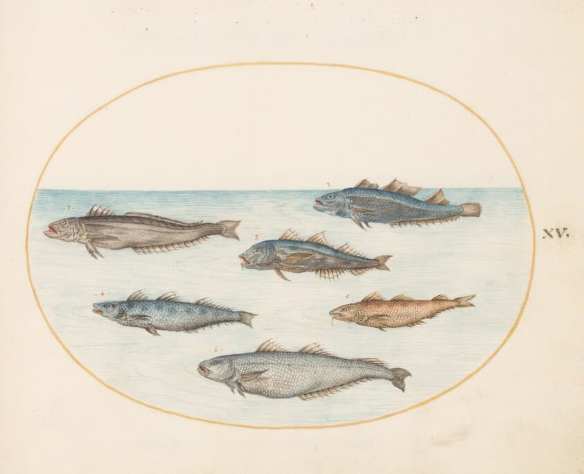 Plate 15: Six "Asellorum" Fish (Cod?) — Joris Hoefnagel