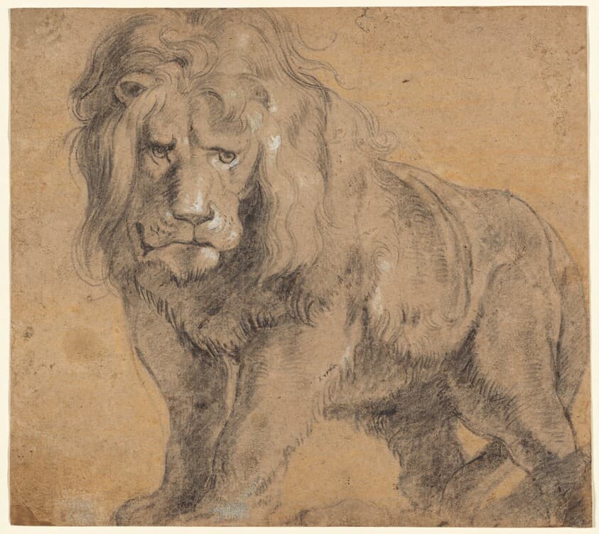 Lion — Sir Peter Paul Rubens