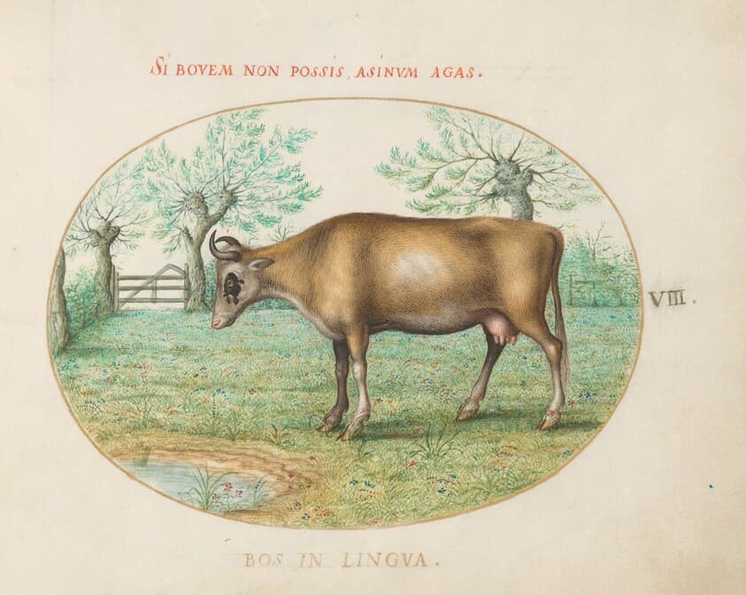 Plate 8: A Cow — Joris Hoefnagel