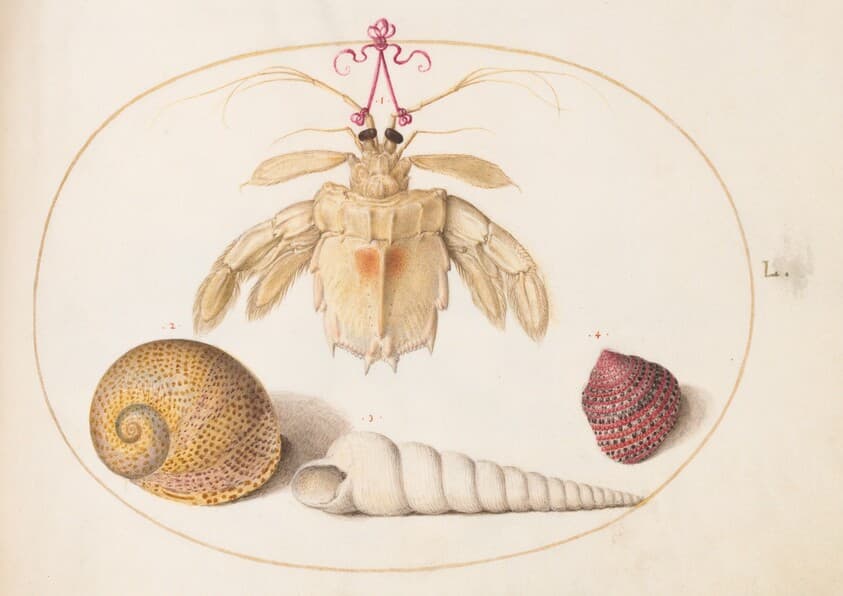 Plate 50: A Partial Mantis Shrimp with Tower Snail Shells — Joris Hoefnagel