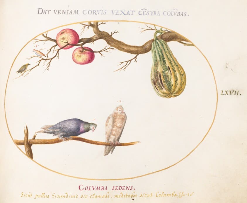 Plate 67: Two Doves beneath a Gourd and Apples — Joris Hoefnagel