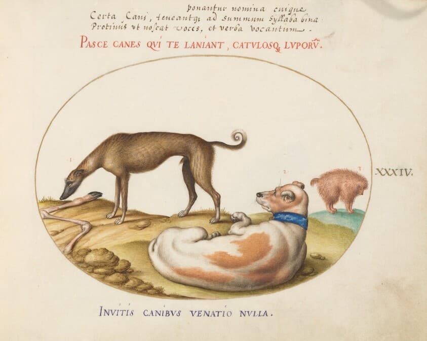 Plate 34: Three Dogs, Including a "Mimick" — Joris Hoefnagel
