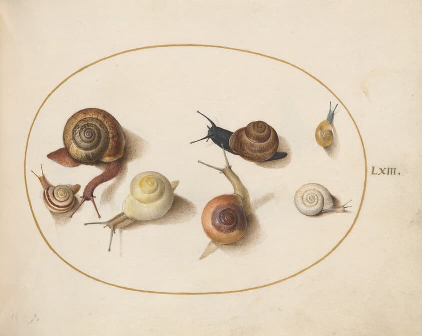 Plate 63: Seven Snails — Joris Hoefnagel
