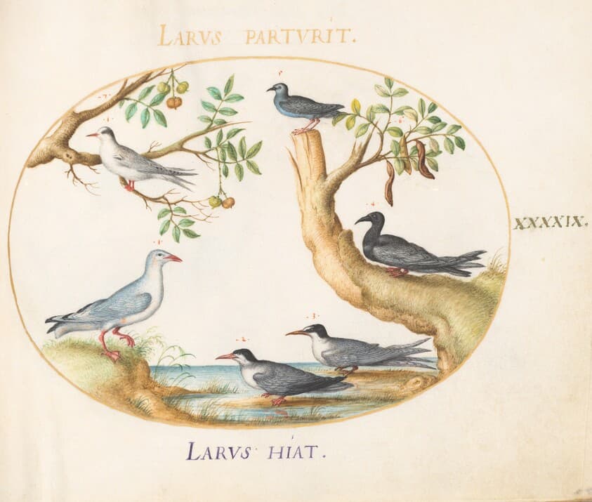 Plate 49: Gulls with a Carob Tree and a Pistachio Tree(?) — Joris Hoefnagel