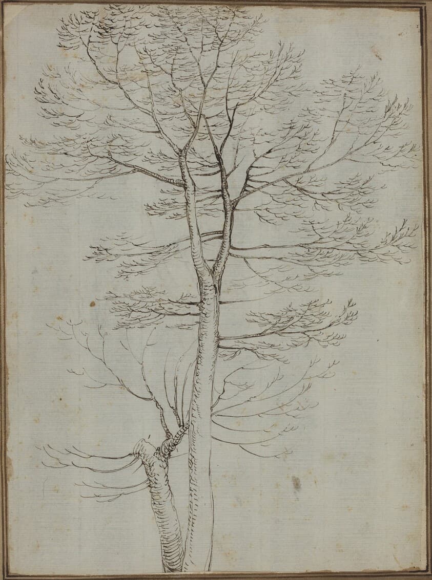 Bare Tree [verso] — Fra Bartolommeo