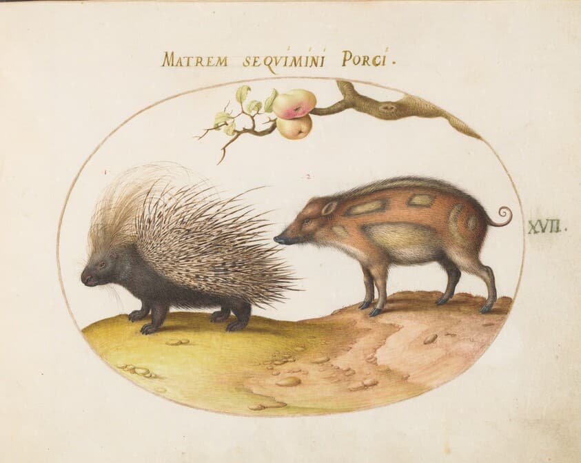 Plate 17: Old World Porcupine (Hystrix) and Wild Pig — Joris Hoefnagel