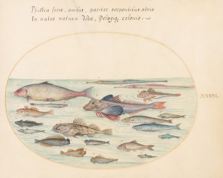 Plate 27: Blennies, Scorpion Fish, and Other Fish — Joris Hoefnagel