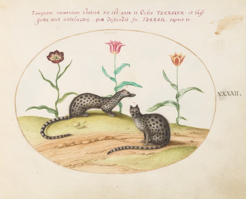 Plate 42: Two Genets or Civet Cats with Tulips — Joris Hoefnagel