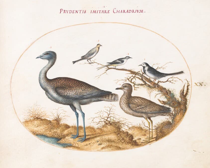 Plate 20: A Plover with Four Other Birds — Joris Hoefnagel