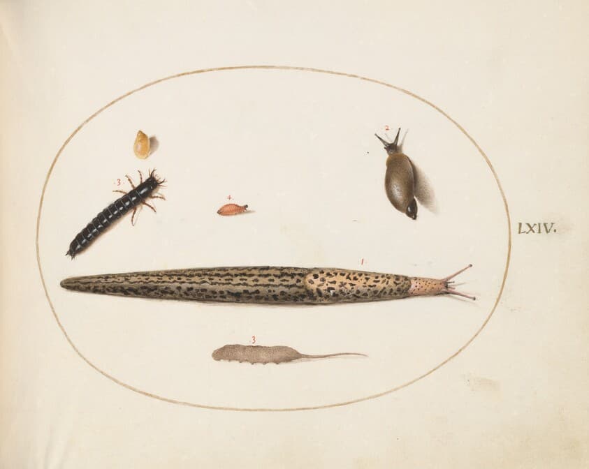 Plate 64: Leopard Slug, Ground Beetle Larva, a Rat-tailed Maggot, and Other Creatures — Joris Hoefnagel