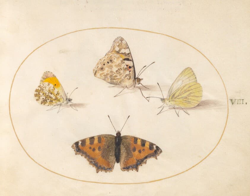 Plate 8: Orange Tip, Painted Lady, Southern Small White, and Small Tortoiseshell Butterflies — Joris Hoefnagel