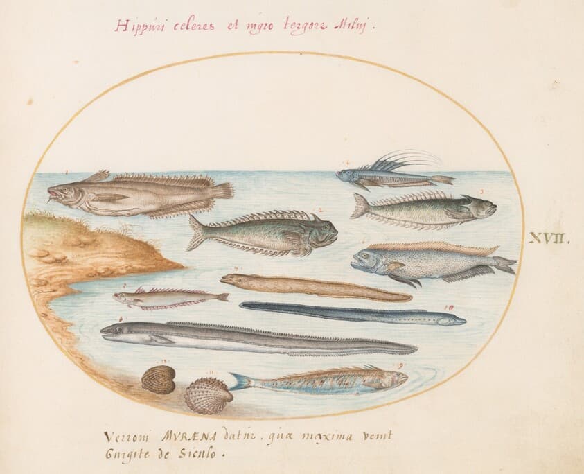 Plate 17: A Cod, Weever Fish, Eels, and Other Fish — Joris Hoefnagel