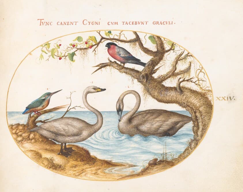 Plate 24: Two Swans, a Kingfisher, and a Bullfinch — Joris Hoefnagel