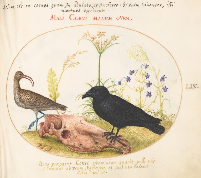 Plate 59: Curlew and Crow with Horse Skull — Joris Hoefnagel