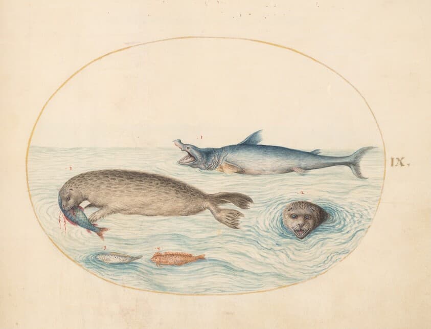 Plate 9: A Great White(?) Shark, Two Seals, and Two Fish — Joris Hoefnagel