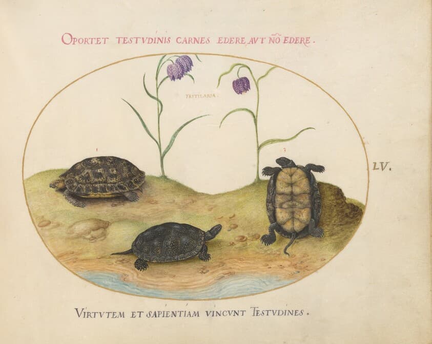 Plate 55: A Hermann's or Greek Tortoise, Two European Pond Turtles, and Two Fritillaria — Joris Hoefnagel