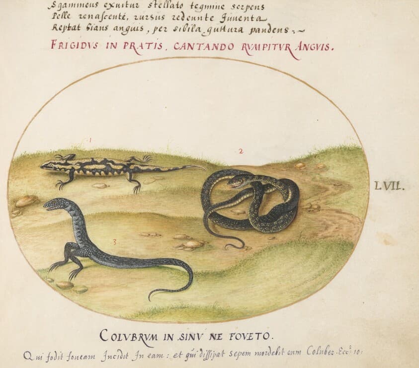 Plate 57: A Snake, a Fire Salamander, and a Snakelike Creature with Two Legs — Joris Hoefnagel