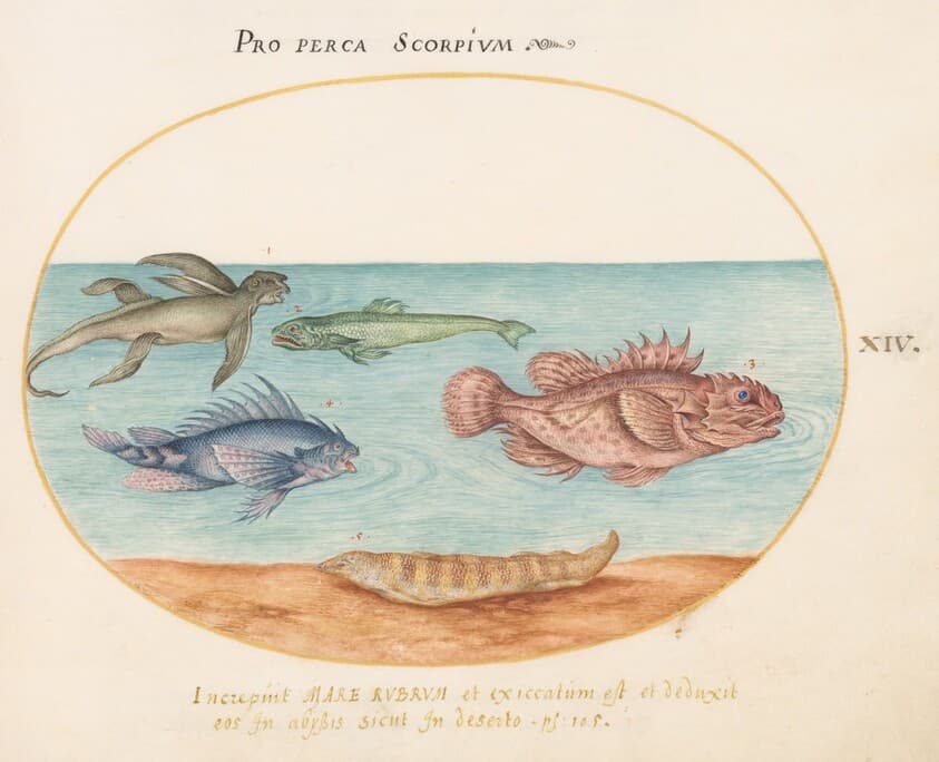 Plate 14: A "Sea Ape," Two Scorpion Fish, and Two Other Fish — Joris Hoefnagel