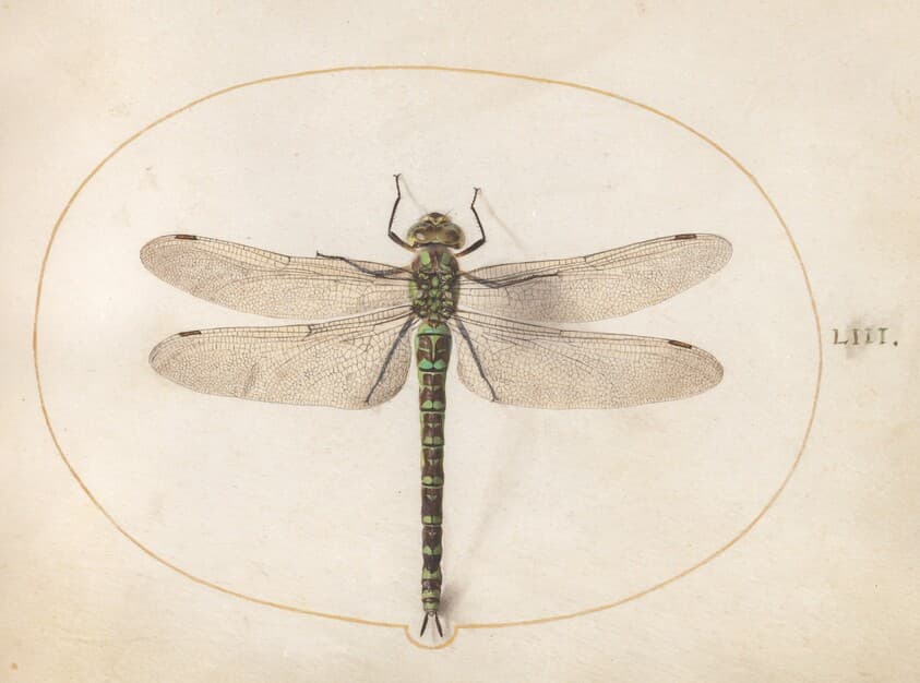 Plate 53: Southern Hawker Dragonfly — Joris Hoefnagel