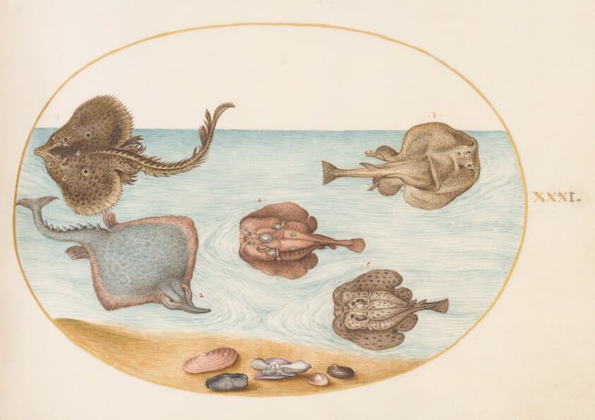 Plate 31: Marbled Electric Ray with Other Skates or Rays, Shells, and a Mollusk in Its Shell — Joris Hoefnagel
