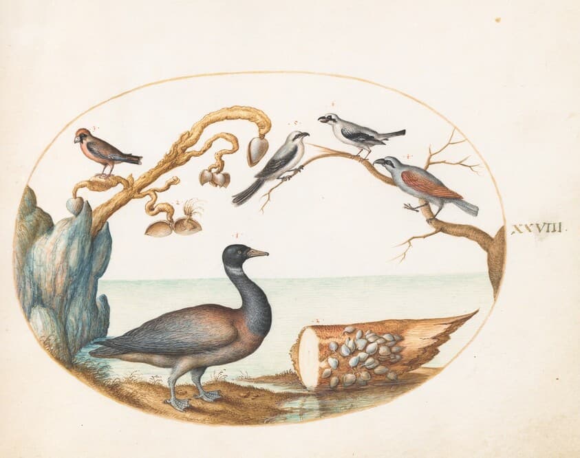 Plate 28: Barnacle Goose with Shrikes and Other Birds — Joris Hoefnagel